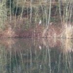 Moose and Goose stories